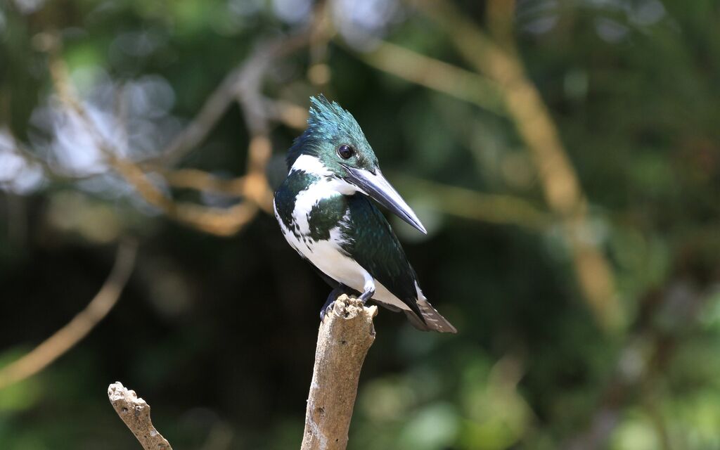 Amazon Kingfisher female