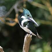 Amazon Kingfisher