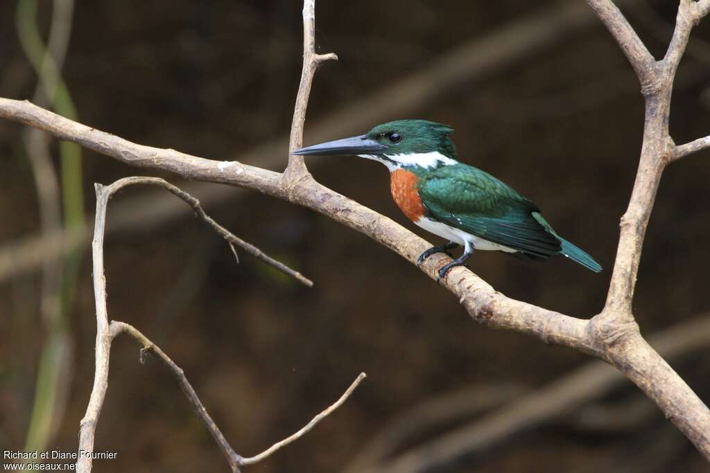 Martin-pêcheur d'Amazonie mâle adulte, identification