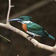 Amazon Kingfisher