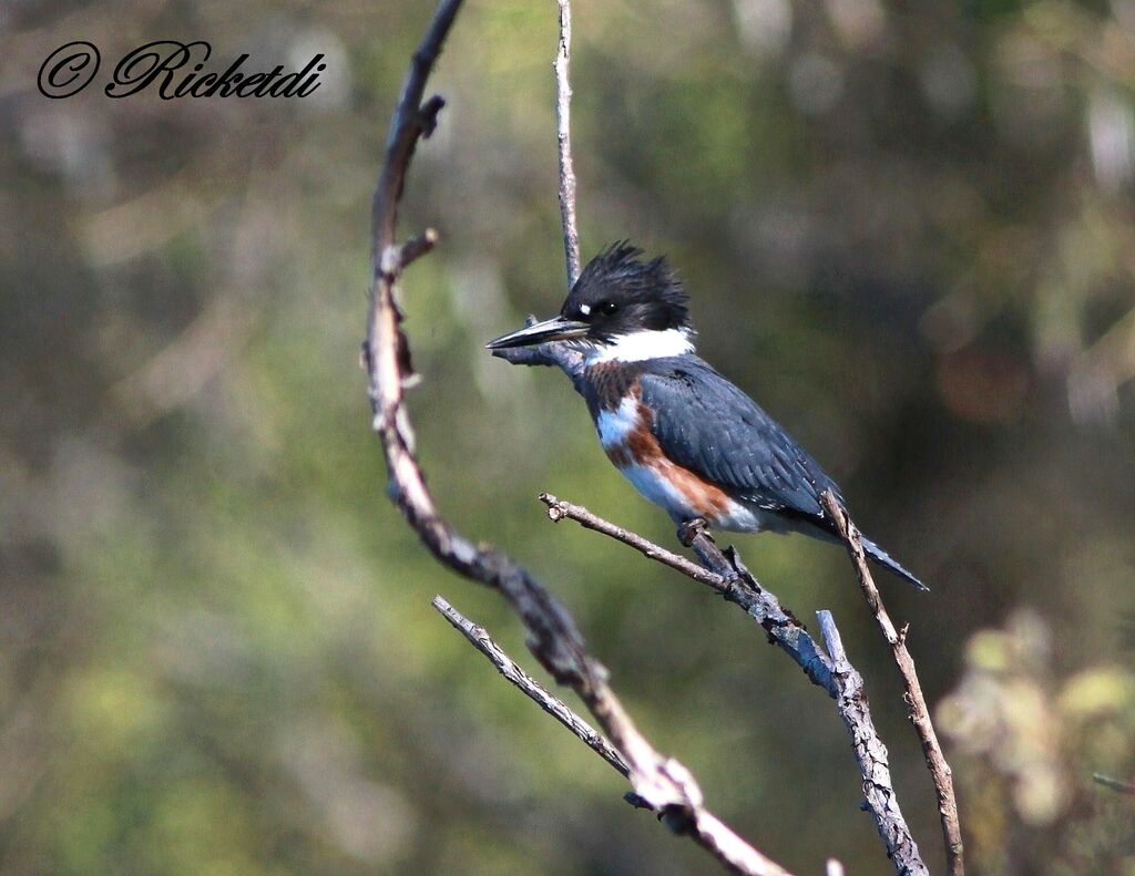 Belted Kingfisher female