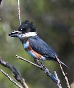 Belted Kingfisher