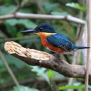 American Pygmy Kingfisher