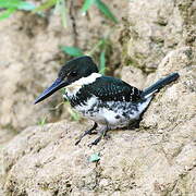 Green Kingfisher