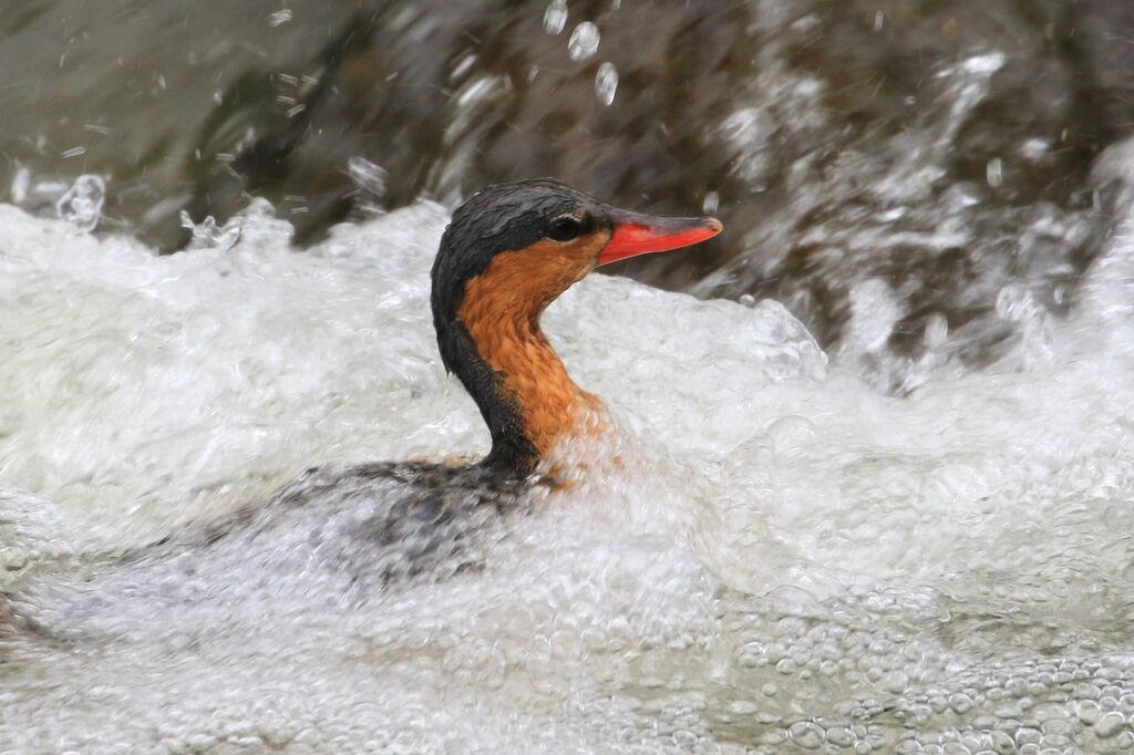 Torrent Duck female