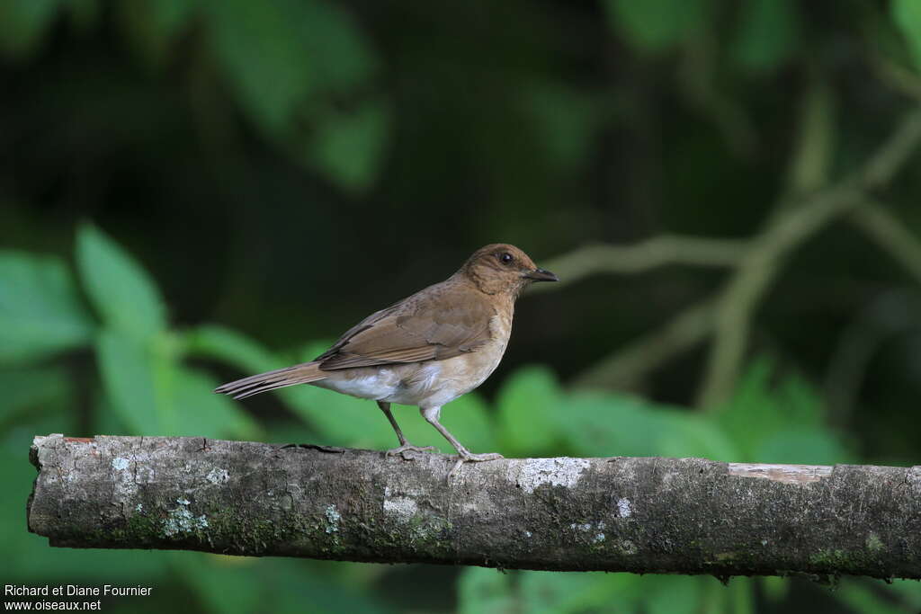 Merle à bec noiradulte, identification