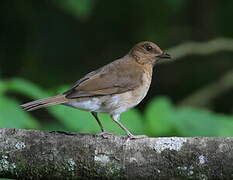 Black-billed Thrush