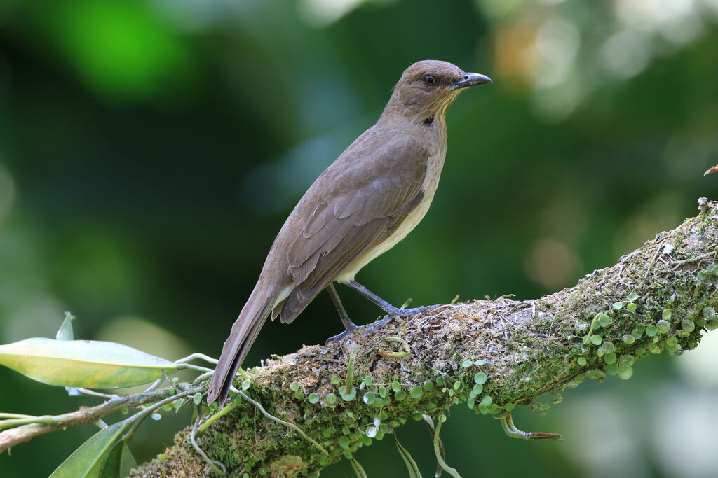 Black-billed Thrush