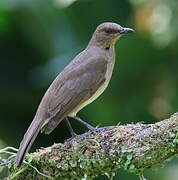 Black-billed Thrush