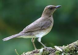 Black-billed Thrush