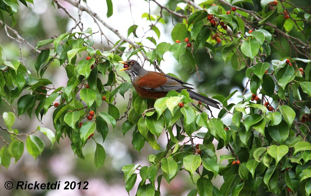 Rufous-backed Thrush