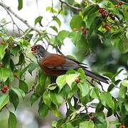 Rufous-backed Thrush