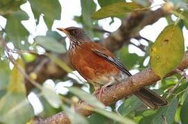 Rufous-backed Thrush