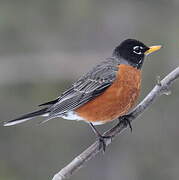 American Robin