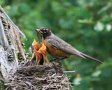 American Robin