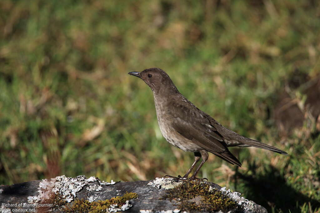 Merle de montagneadulte, identification