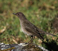 Mountain Thrush