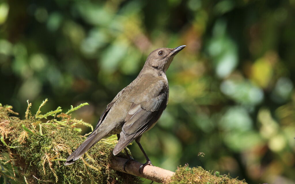 Mountain Thrush