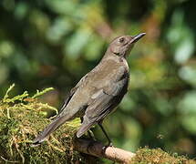 Mountain Thrush