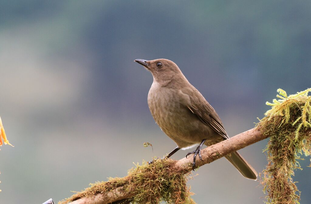 Mountain Thrush