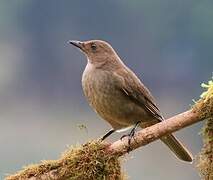 Mountain Thrush