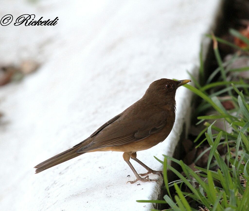 Clay-colored Thrush