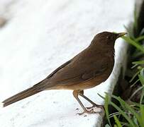 Clay-colored Thrush