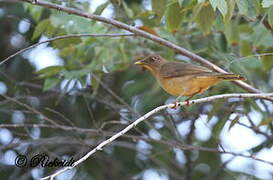 Clay-colored Thrush