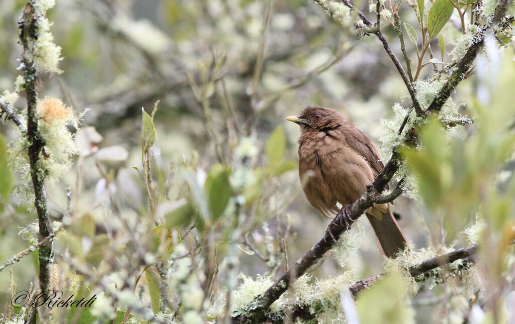 Clay-colored Thrush