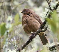 Clay-colored Thrush