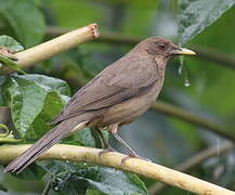 Clay-colored Thrush