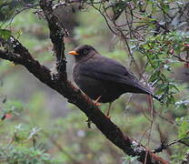 Sooty Thrush