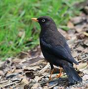 Sooty Thrush