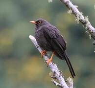 Great Thrush