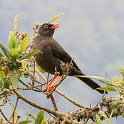 Great Thrush