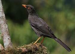 Great Thrush