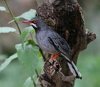 Red-legged Thrush