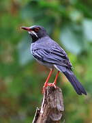 Red-legged Thrush