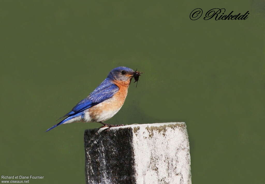 Eastern Bluebird male adult, habitat, fishing/hunting