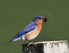 Eastern Bluebird