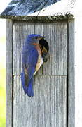 Eastern Bluebird