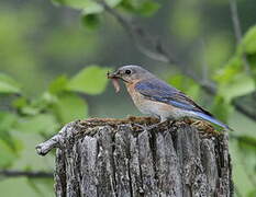 Eastern Bluebird