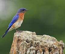 Eastern Bluebird