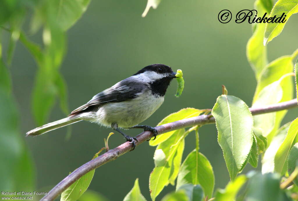 Black-capped Chickadeeadult, feeding habits, Reproduction-nesting