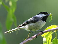 Black-capped Chickadee