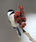 Black-capped Chickadee