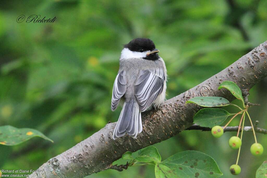 Black-capped Chickadeejuvenile, pigmentation