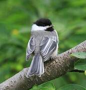 Black-capped Chickadee