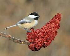 Black-capped Chickadee