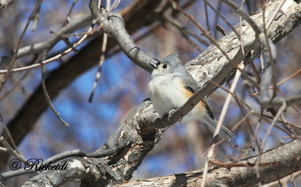 Mésange bicolore